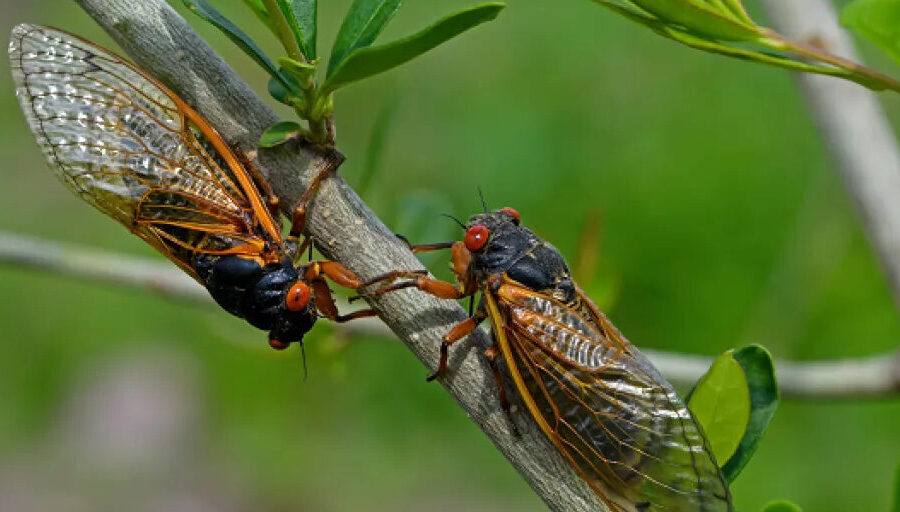 ‘The sounds of nature’: Cicada noise causes influx of 911 calls in South Carolina town